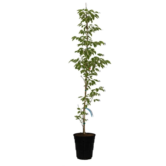 Expert Gardener 4-5' Dogwood Summer Gold in 2 gal. Grower Pot