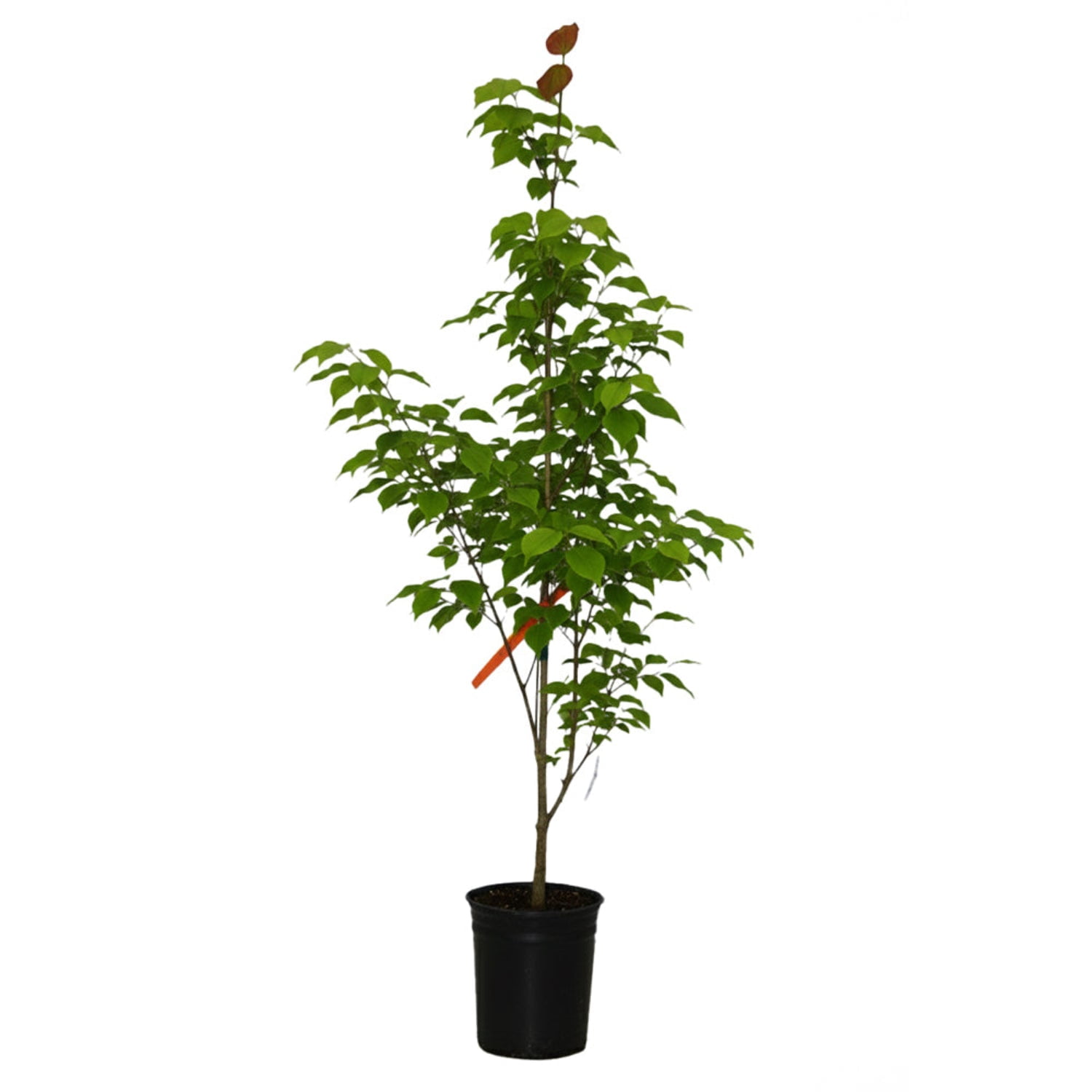 Expert Gardener 4-5' Dogwood Venus® in 1 gal. Grower Pot