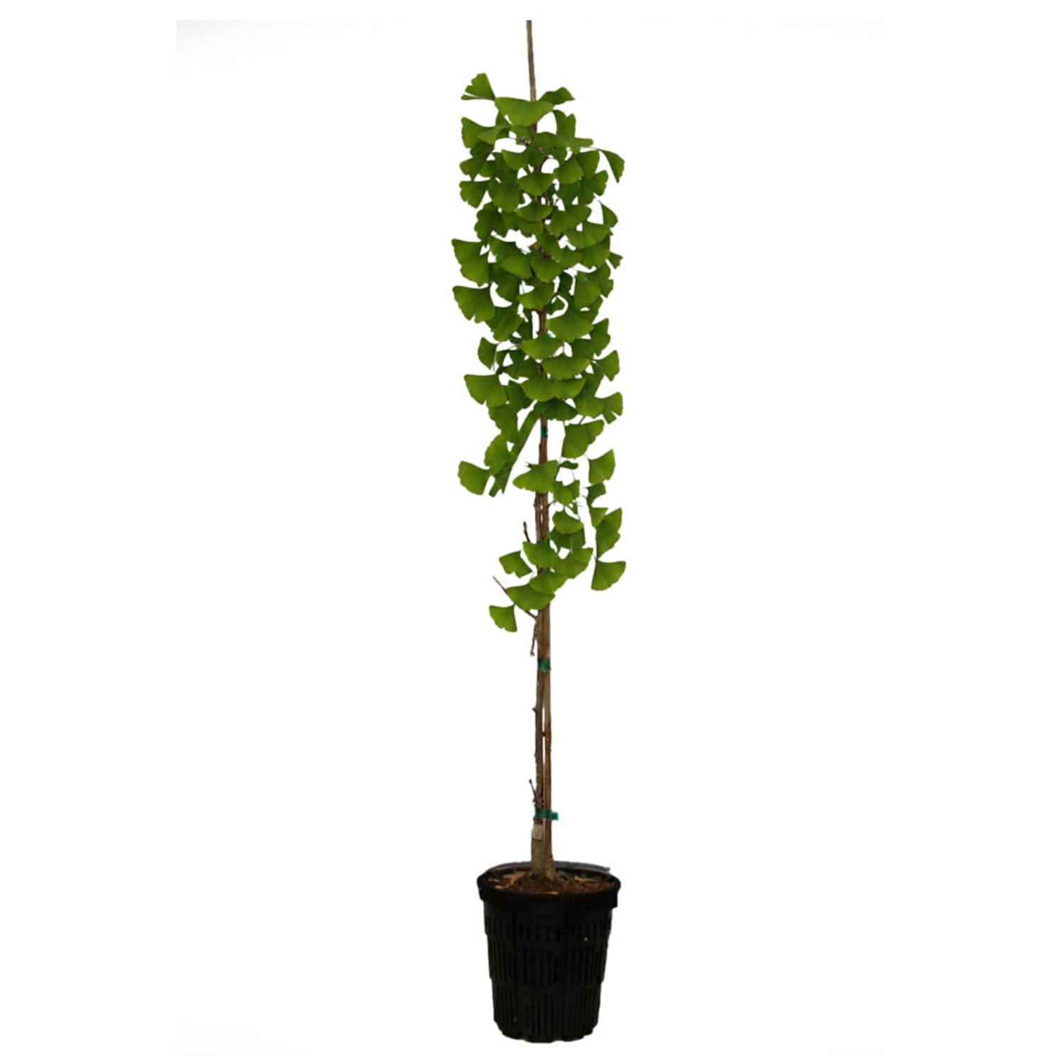 Expert Gardener 4-5' Ginkgo Autumn Gold in 2 gal. Grower Pot
