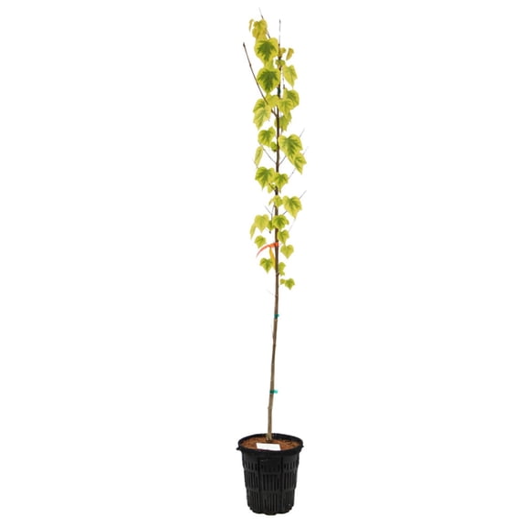 Expert Gardener 4-5' Katsura Claim Jumper in 2 gal. Grower Pot