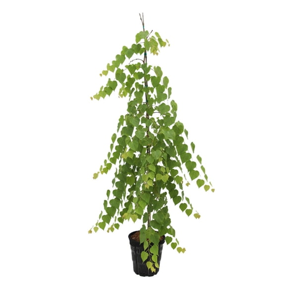 Expert Gardener 4-5' Katsura Morioka Weeping in 2 gal. Grower Pot