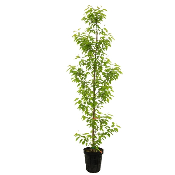 Expert Gardener 4-5' Linden Greenspire Live Tree in 1 gal. Grower Pot