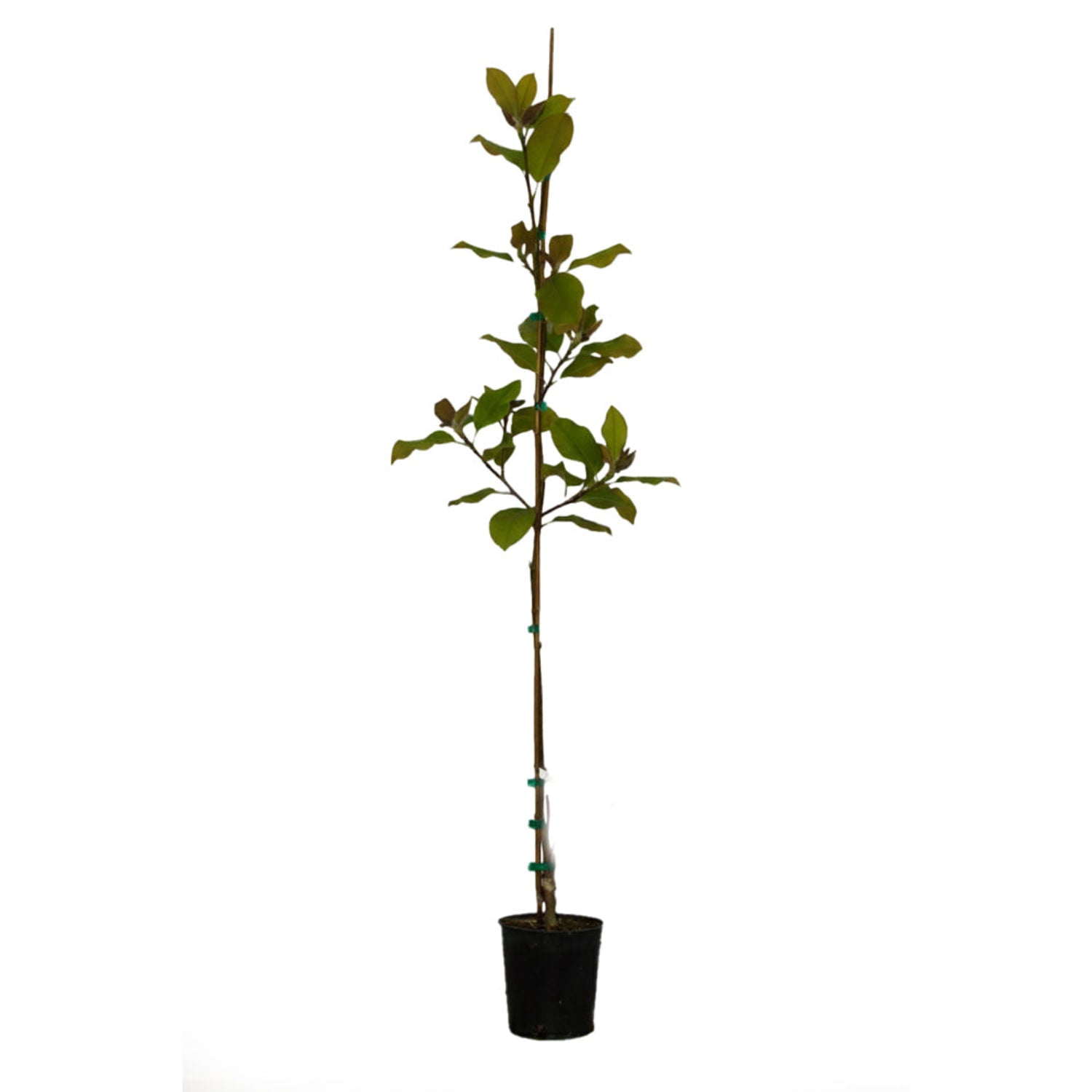 Expert Gardener Elizabeth Magnolia Live Tree, 4-5 ft, 2 gal. Grower Pot