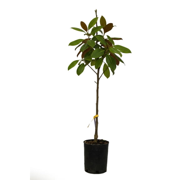 Expert Gardener 4-5' Magnolia Japanese Little Mimi (Patience Series) Live Tree in 2 gal. Grower Pot