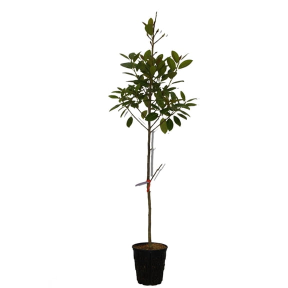 Expert Gardener 4-5' Magnolia Japanese Marilyns Choice Live Tree in 2 gal. Grower Pot