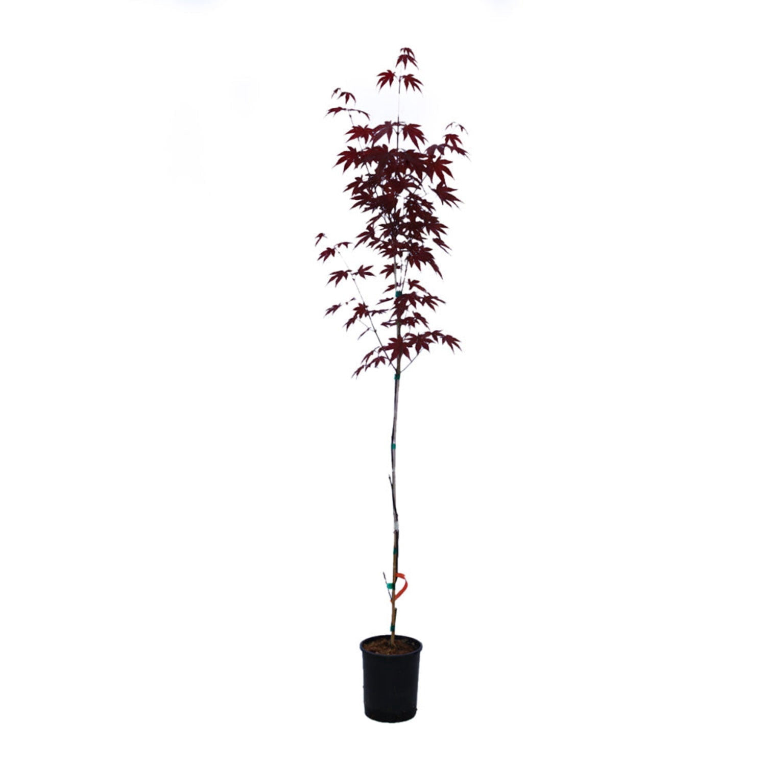 Expert Gardener 4-5' Maple Japanese Bloodgood in 1 gal. Grower Pot