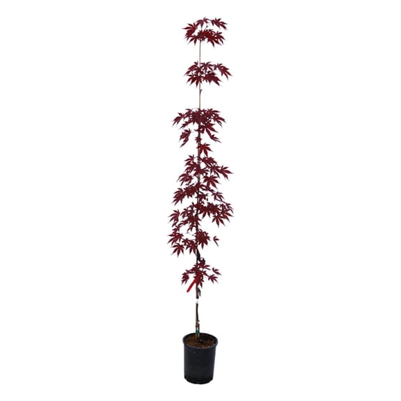 Expert Gardener 4-5' Maple Japanese Emperor I in 2 gal. Grower Pot
