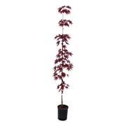Expert Gardener 4-5 Maple Japanese Emperor I in 2 gal. Grower Pot