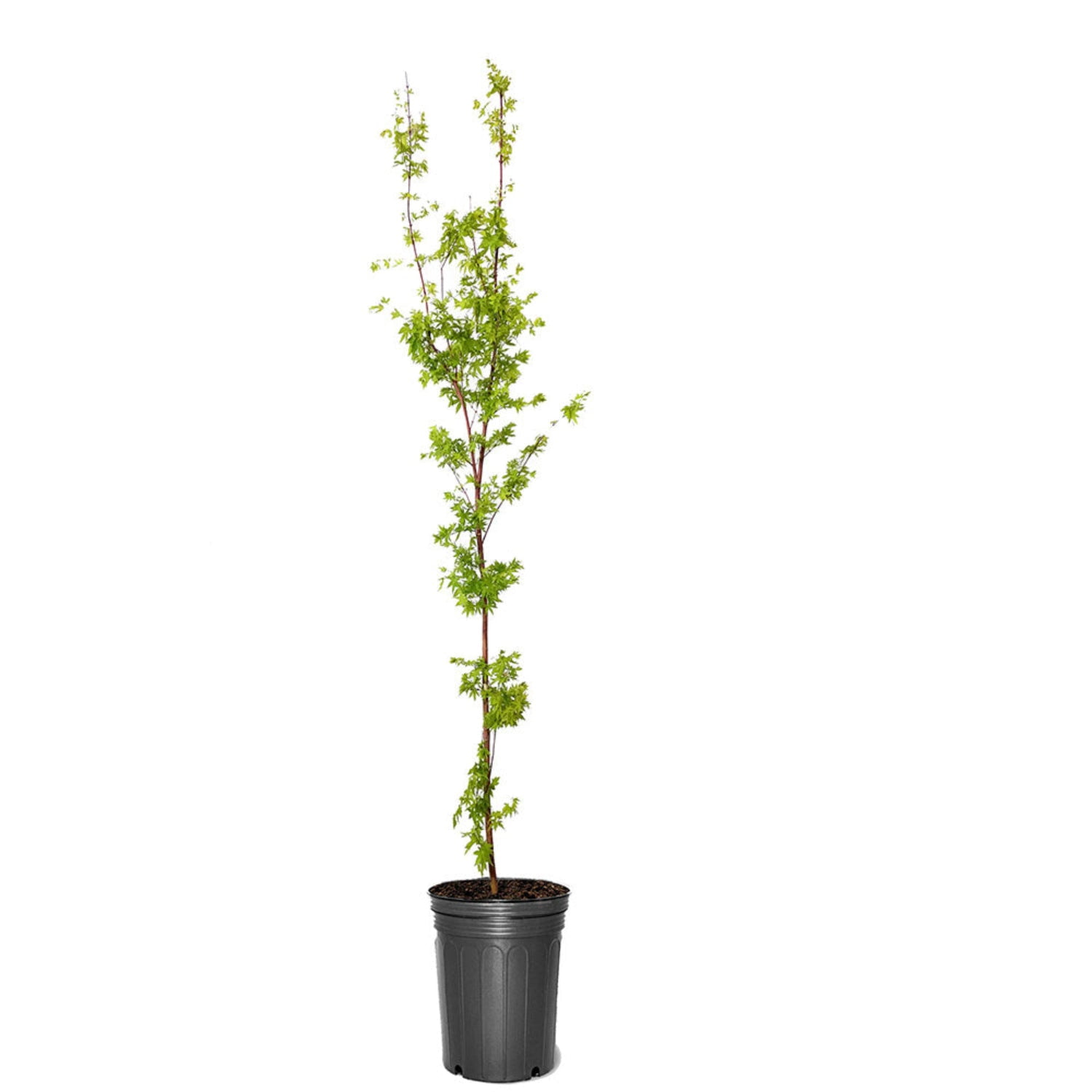 Expert Gardener 4-5' Maple Japanese Sango kaku in 2 gal. Grower Pot