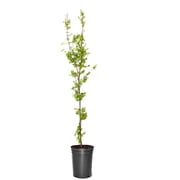 Expert Gardener 4-5 Maple Japanese Sango kaku in 2 gal. Grower Pot