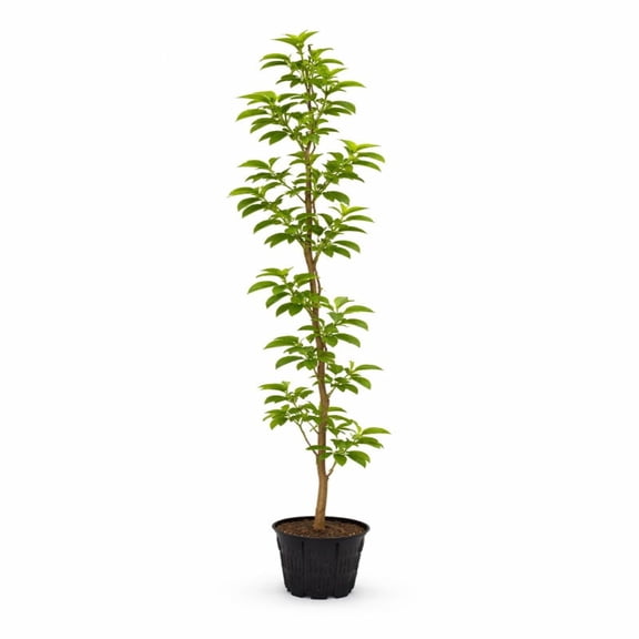 Expert Gardener 4-5' Stewartia Japanese Live Tree in 1 gal. Grower Pot