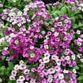 Expert Gardener 4 Pack Alyssum Multicolor Annuals Live Plants Full Sun