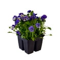 thumbnail image 1 of Expert Gardener 4-pack Blue Purple Viola Annual Flowers Outdoor Live Plants Full Sun, 1 of 5