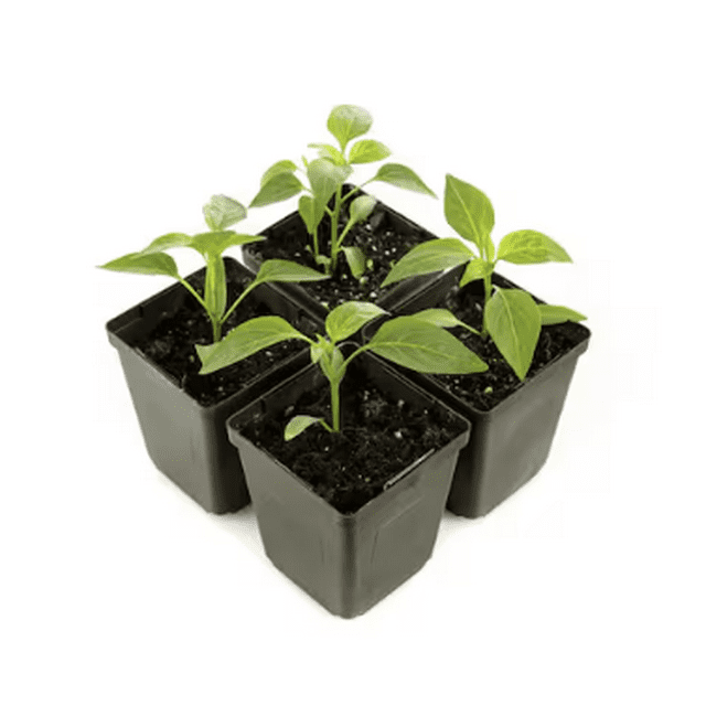 Expert Gardener 4 Pack Jalapeno Pepper La Bomba Vegetable, Pack Live