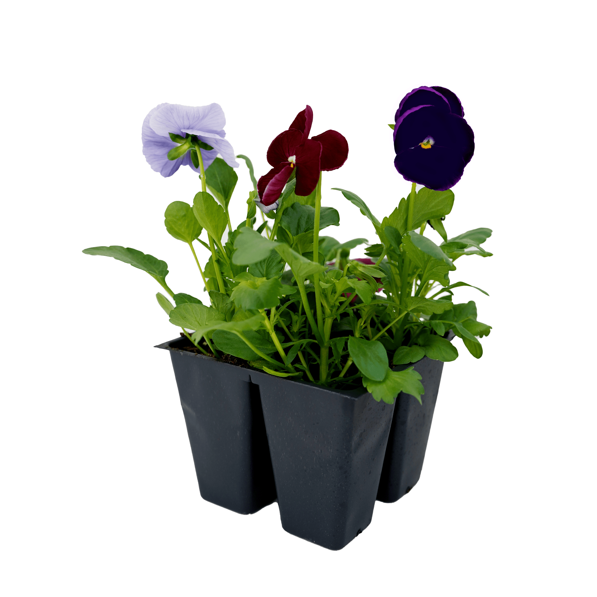 Expert Gardener Perennial Pansy Spring Live Plants Outdoor, 4 Count
