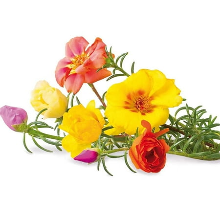 Expert Gardener 4-pack Portulaca Multicolor Annual Flowers Outdoor Live Plants Full Sun