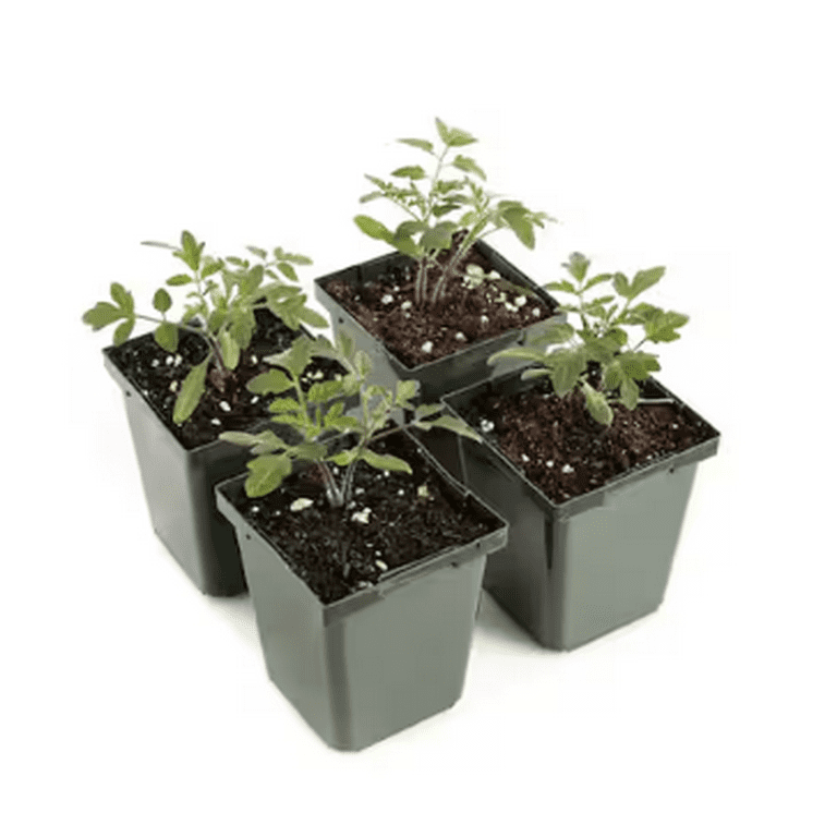 Expert Gardener 4 Pack Tomato Better Boy Edible Vegetable