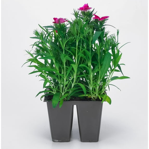 Expert Gardener 4-pack Violet Dianthus Annual Flowers Outdoor Live Plants Full Sun