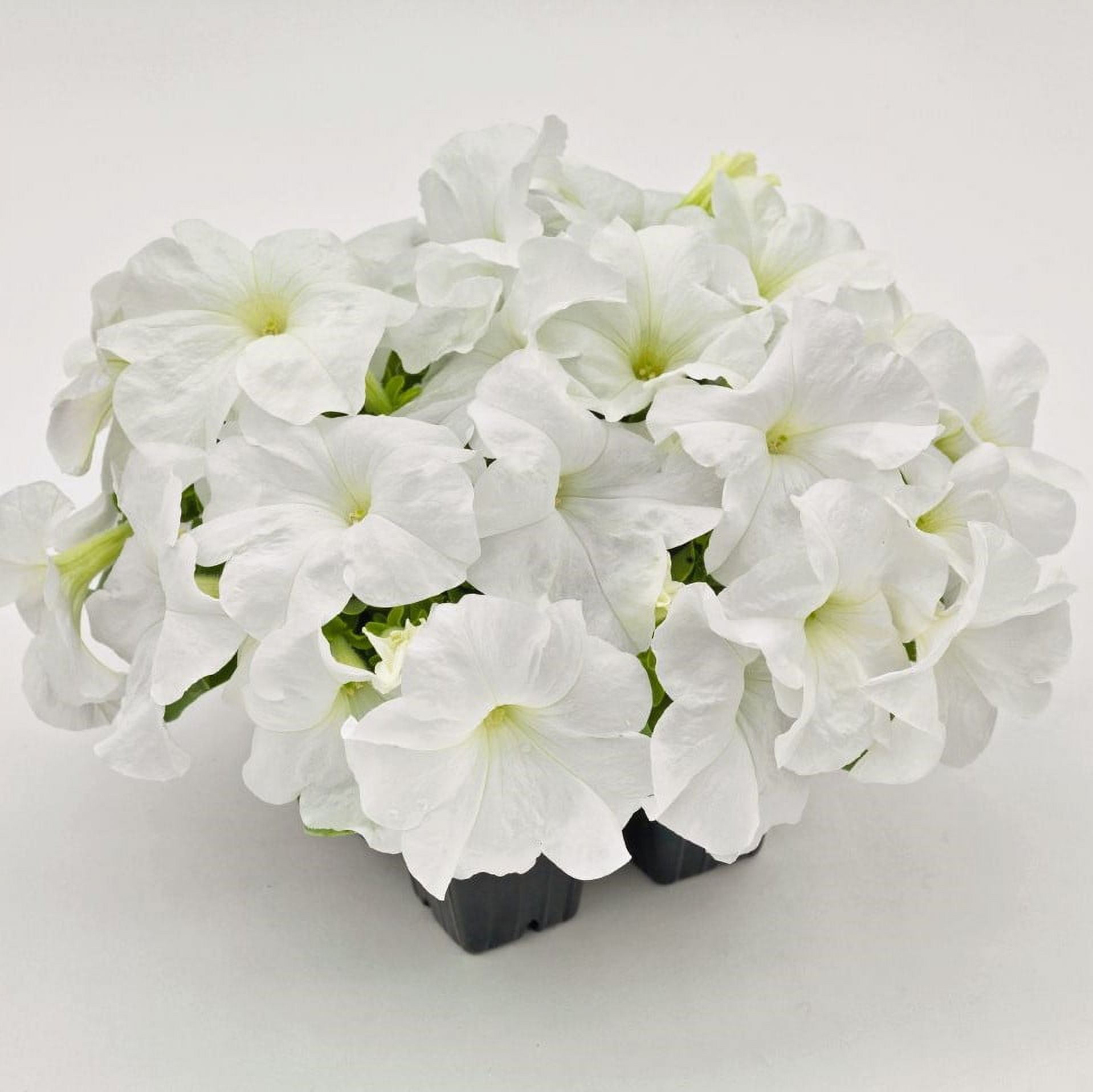 Expert Gardener 4-pack White Petunia Annual Flowers Outdoor Live Plants