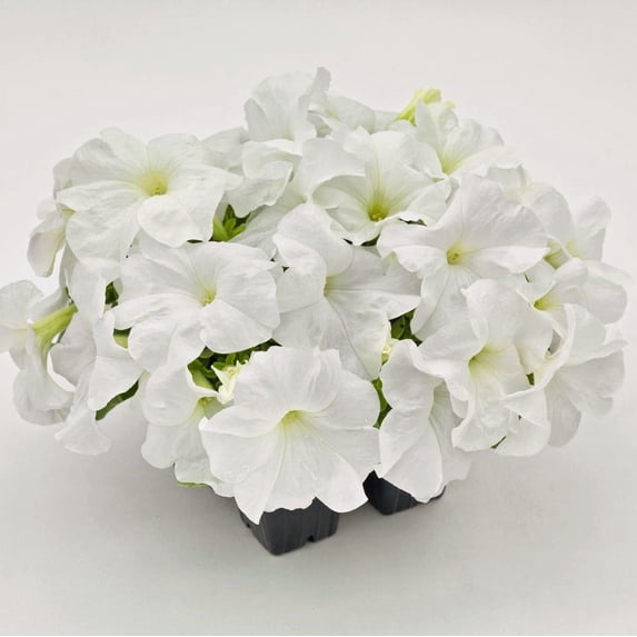 Expert Gardener 4-pack White Petunia Annual Flowers Outdoor Live Plants