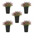 thumbnail image 1 of Expert Gardener 1.5PT Pink Dianthus Live Perennial Plant Sun 5-Pack, 1 of 5
