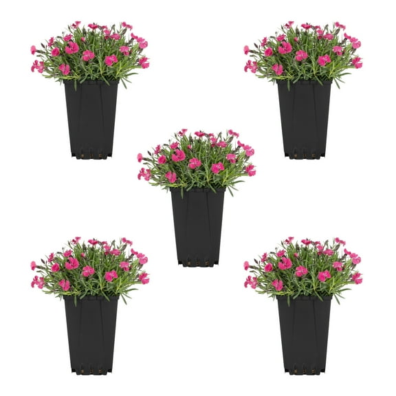 Expert Gardener 1QT Pink Dianthus Live Perennial Plant Sun 5-Pack