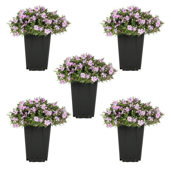 Expert Gardener 1.5PT Pink Phlox Live Perennial Plant Sun 5-Pack