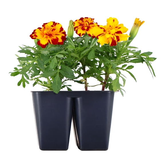 Expert Gardener 6" Red Yellow French Marigold Live Plants in 3" Grower Pot Full Sun 4 Pack