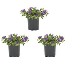Expert Gardener 4" Purple Verbena Live Plants Grower Pot (3 Count)