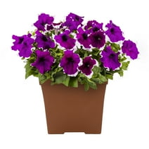 Expert Gardener 4" Purple and White Petunia Live Plant Grower Pot