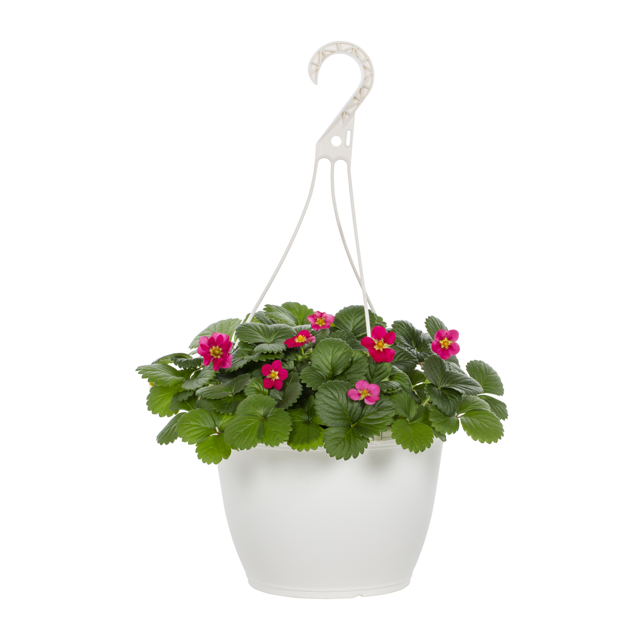 Ozark Everbearing 10 Live Strawberry Plants, NON GMO,