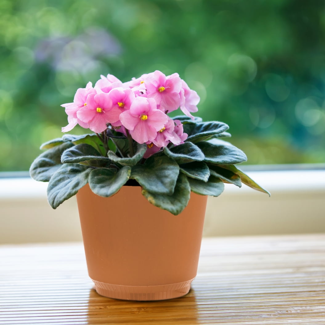 Indoor violet plant online