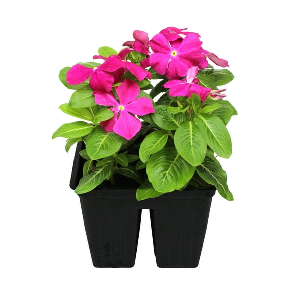 Expert Gardener 4PK Hot Pink Vinca Live Plant
