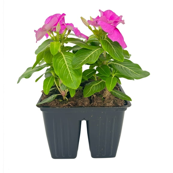 Expert Gardener 4PK Lavender Vinca Live Plant