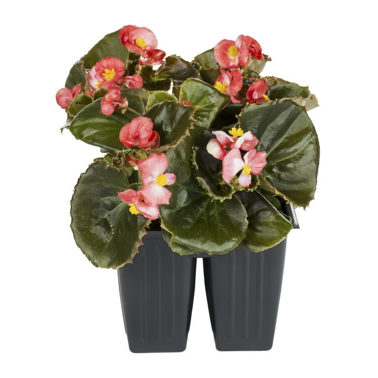 Expert Gardener 4PK Multicolor Begonia Live Plants with Grower