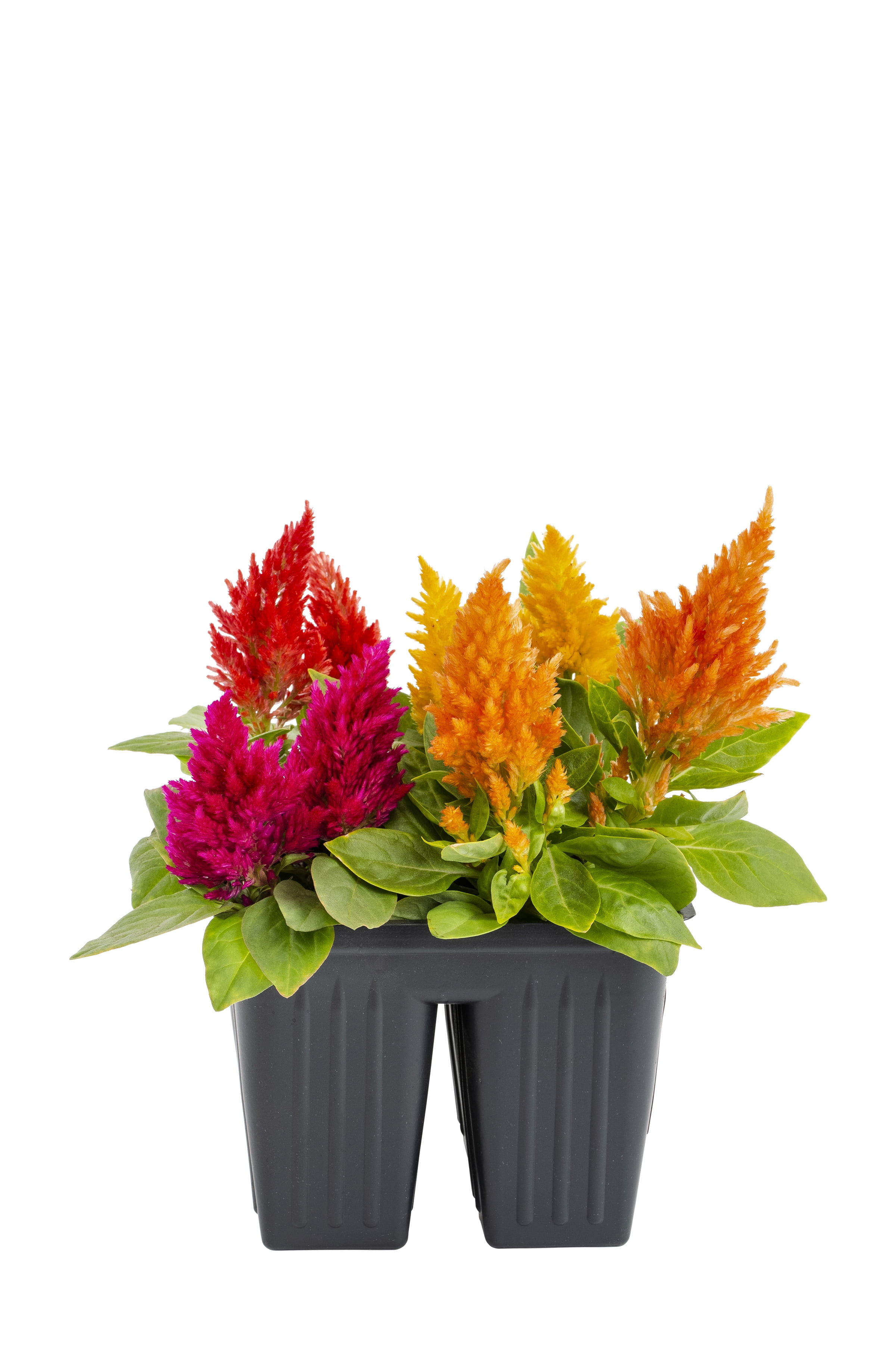 Expert Gardener 4PK Multicolor Celosia Live Plants with Grower Pack