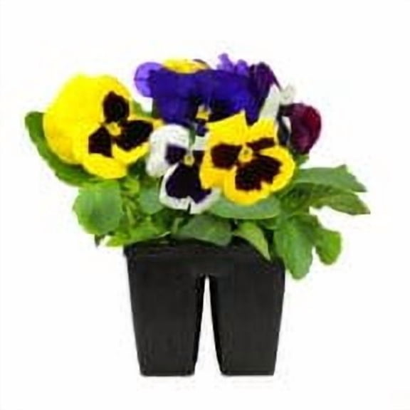 Expert Gardener 4PK Pansy Live Plant