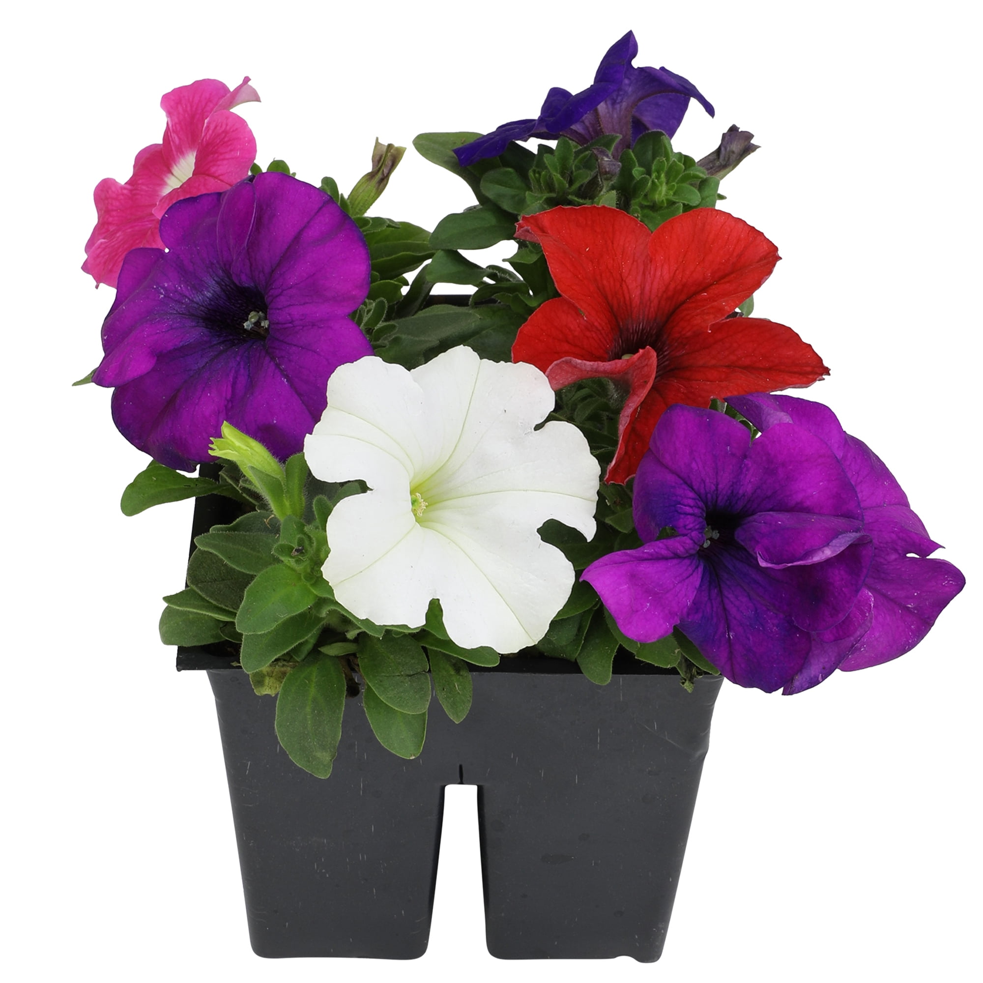 Expert Gardener 4PK Pink Blue White Red Petunia Live Plant
