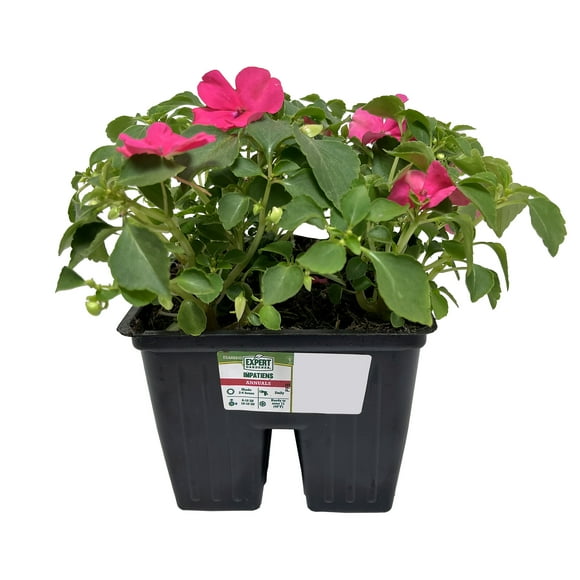 Expert Gardener 4PK Pink Impatiens Live Plant