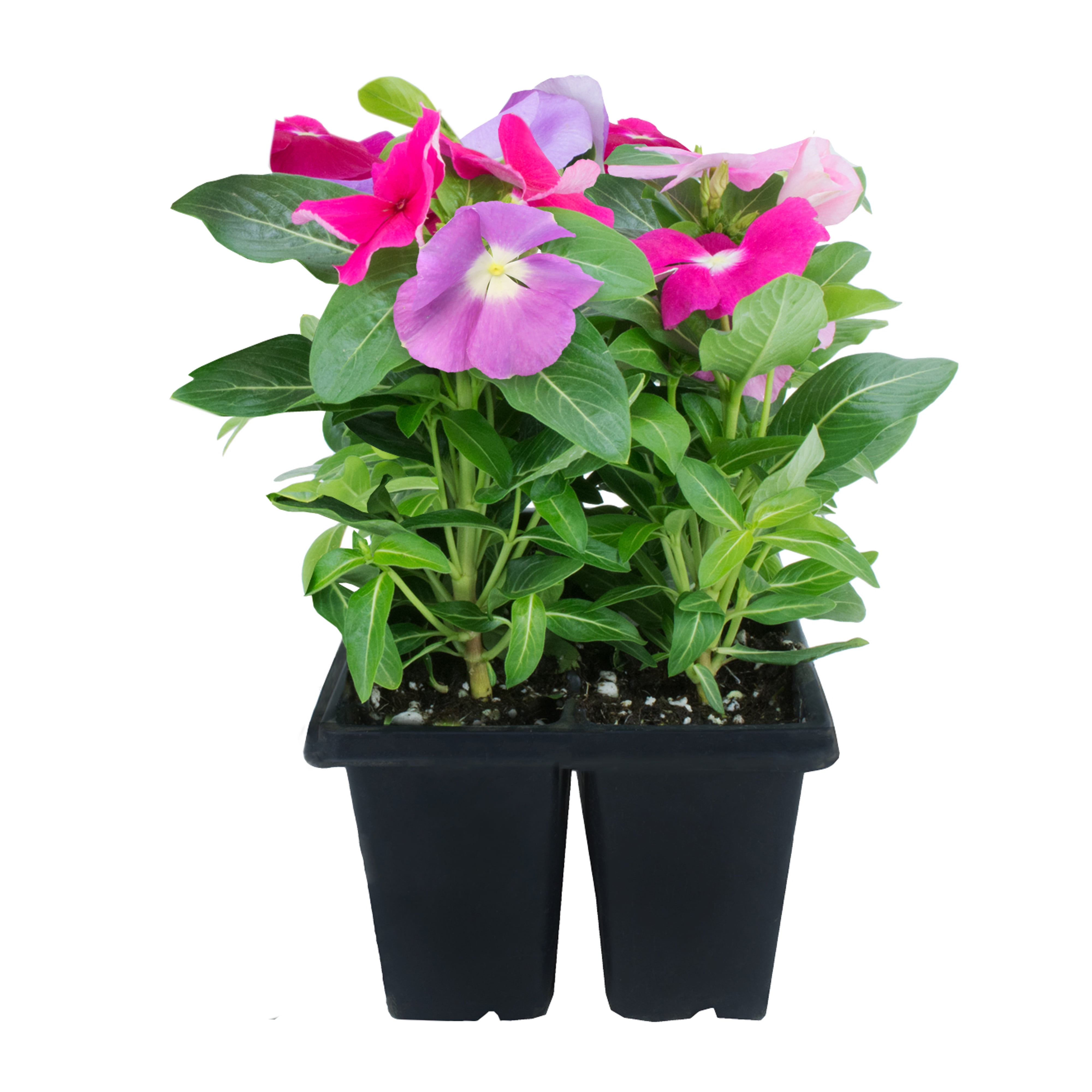 Expert Gardener 4PK Pink Red White Vinca Live Plant