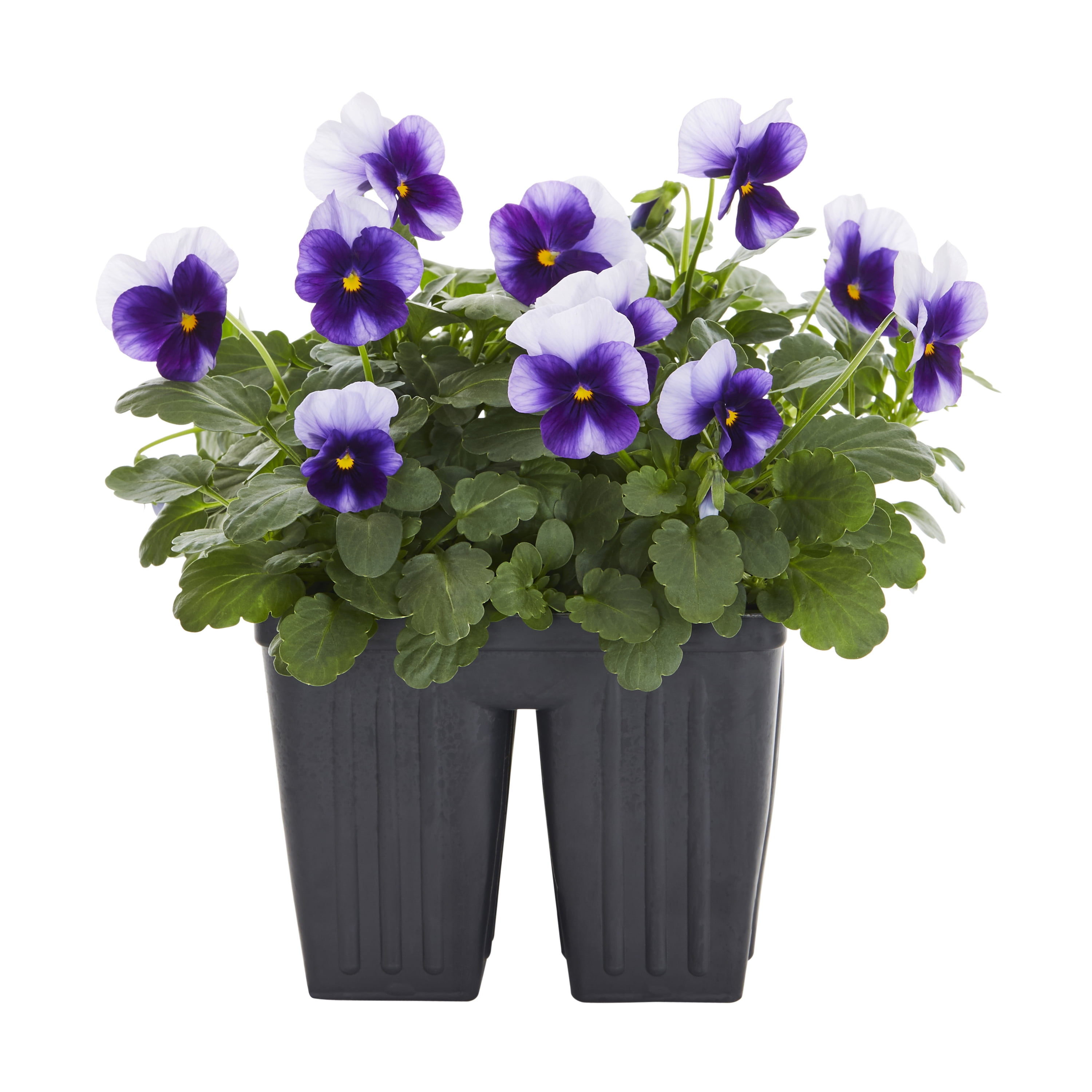 Expert Gardener 4PK Purple and White Viola Live Plants with Grower