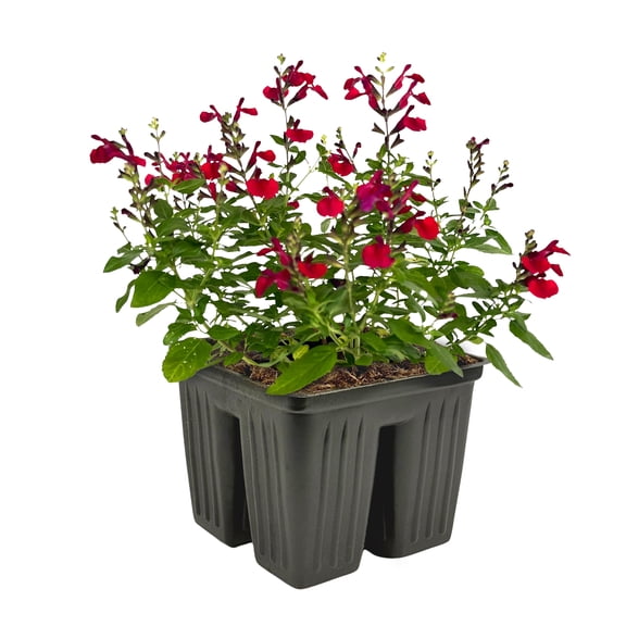 Expert Gardener 4PK Red Salvia Live Plant
