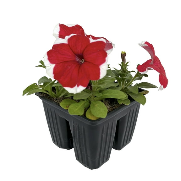 Expert Gardener 4PK Red White Petunia Live Plant