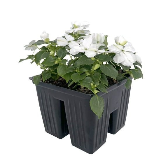 Expert Gardener 4PK White Impatiens Live Plant