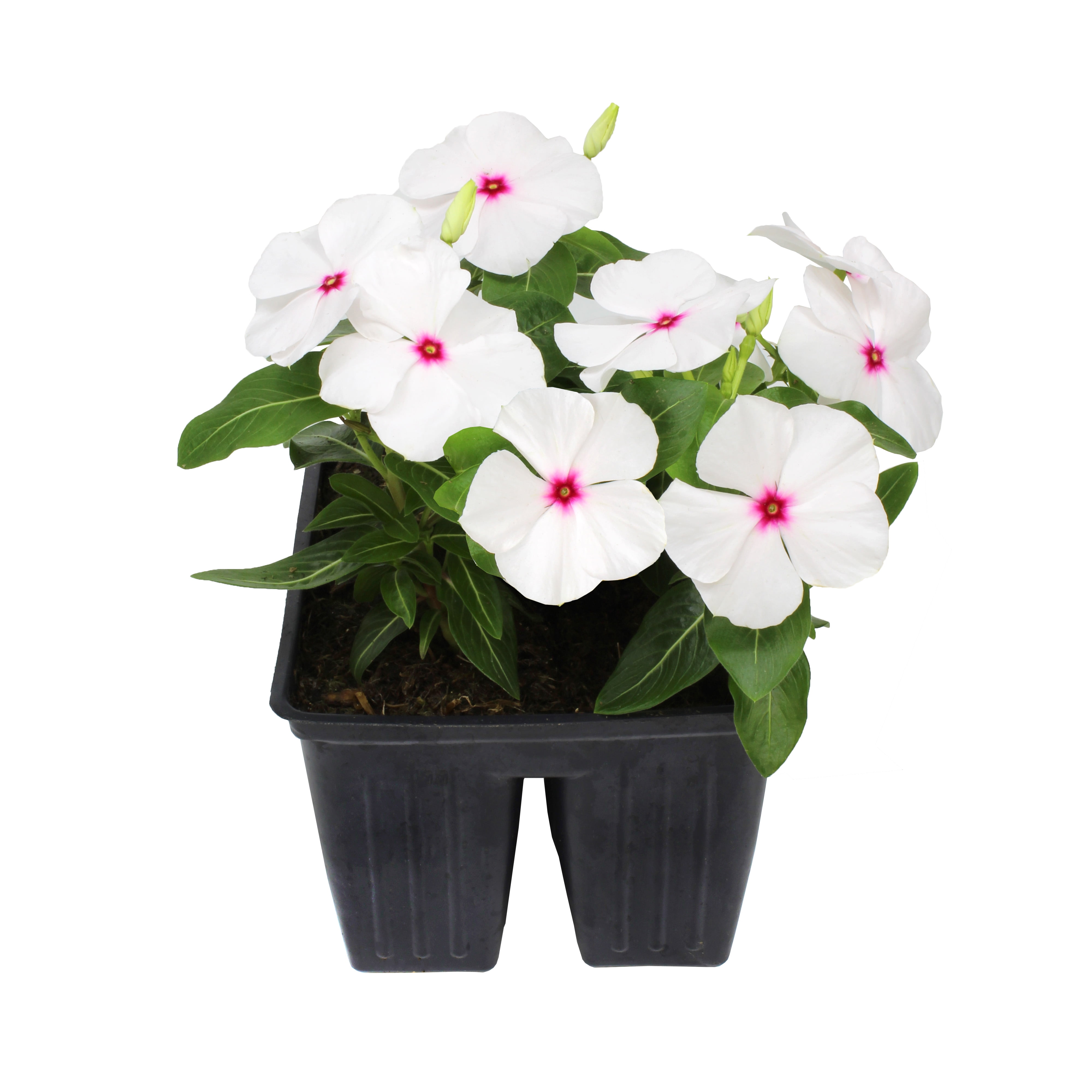 Expert Gardener 4PK White Red Vinca Live Plant
