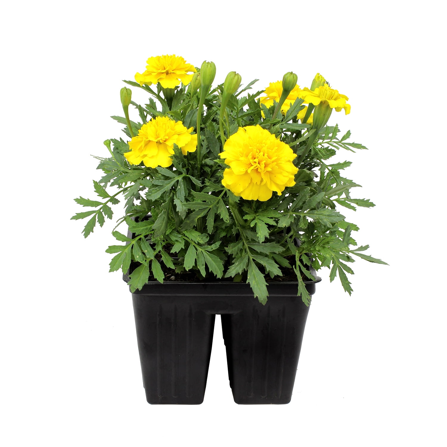 Expert Gardener 4PK Yellow Marigold Live Plant