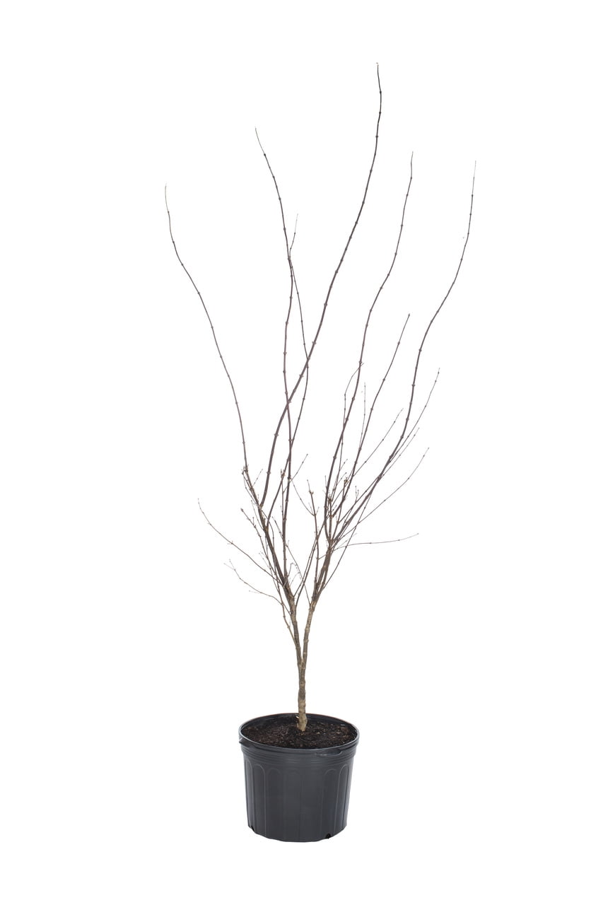 Expert Gardener 5.5G Sangokaku 'Coral Bark' Japanese Maple Shade Tree