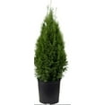 thumbnail image 1 of Expert Gardener 5.5g Arborvitae Emerald Green, 1 of 2