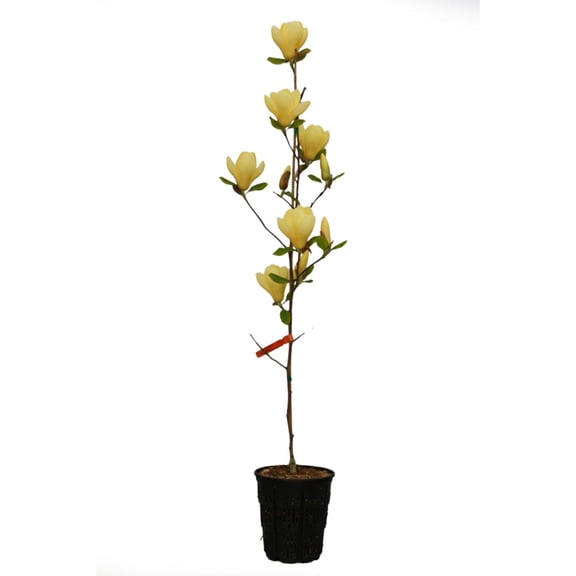 Expert Gardener 5-6' Magnolia Japanese Butterflies Live Tree in 2 gal. Grower Pot
