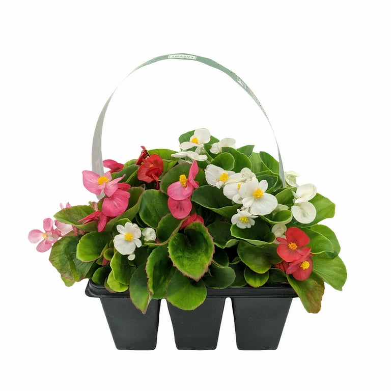 Expert Gardener (6 Pack) Begonia Assorted Colors Live Plant Grower